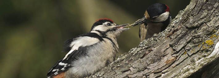 Great spotted woodpecker feeding young by North East Wildlife