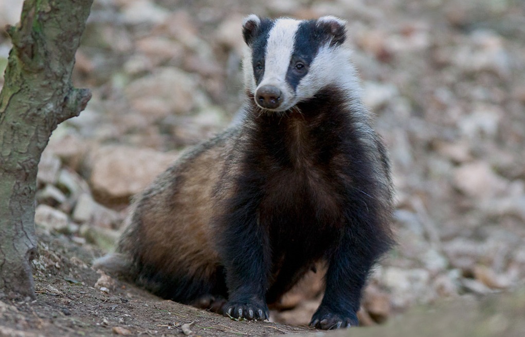 Badger by Steve Race Yorkshire Coast Nature Badger by Steve Race Yorkshire Coast Nature