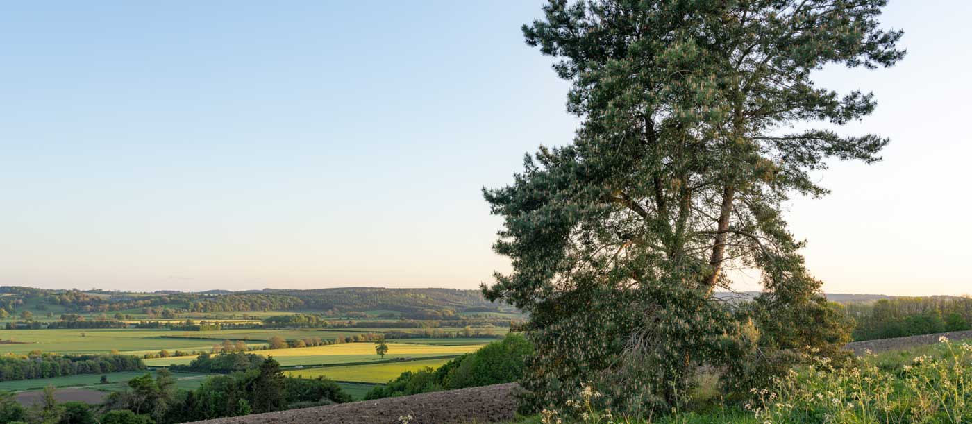 Photo of a large scots pine tree in the foreground, with a stretching farmed and wooded landscape in the distance. Credit Lizzie Shepherd. Photo of a large scots pine tree in the foreground, with a stretching farmed and wooded landscape in the distance. Credit Lizzie Shepherd.