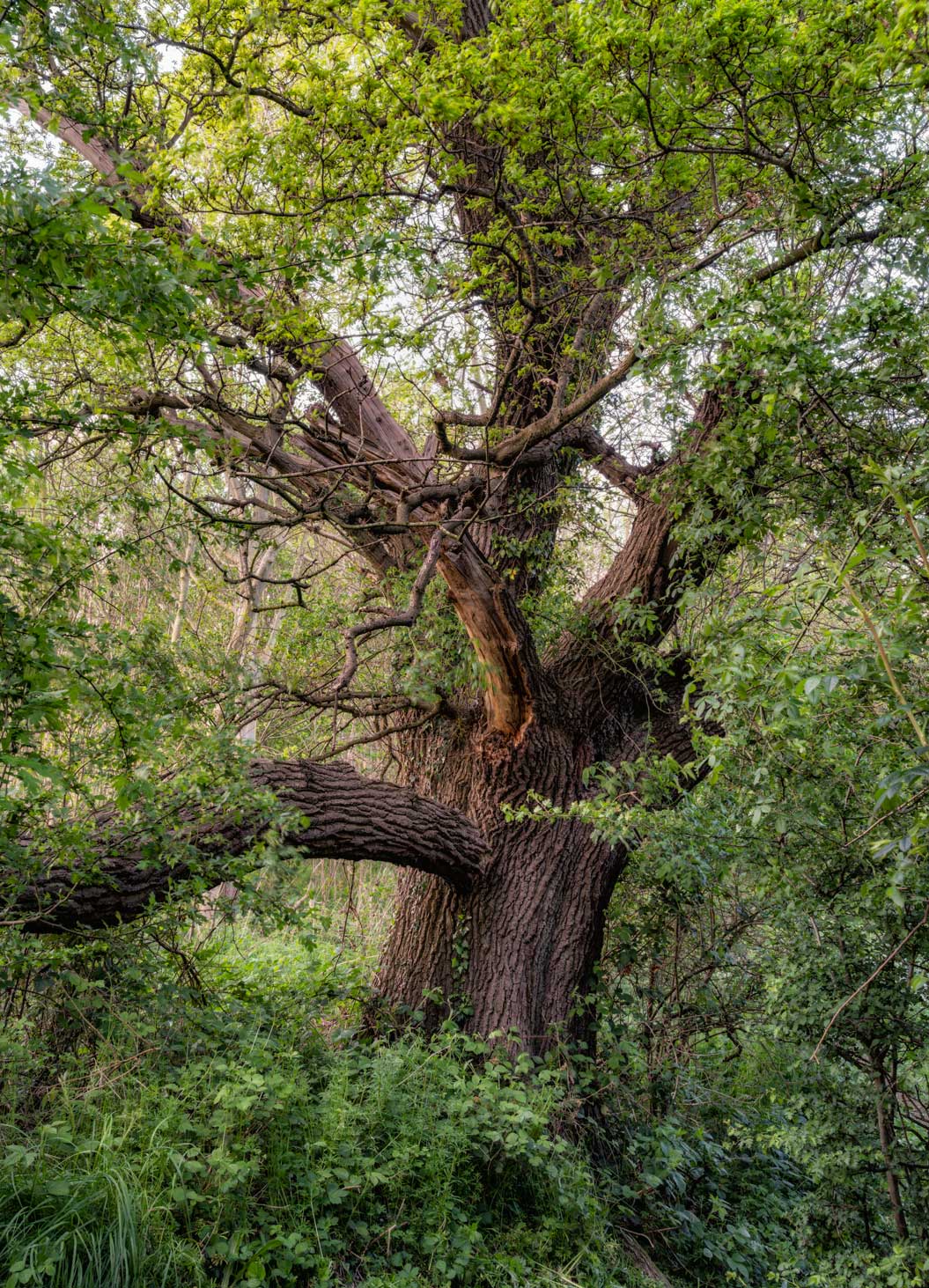 Close up of the canopy of an old tree during summer. Credit Lizzie Shepherd.