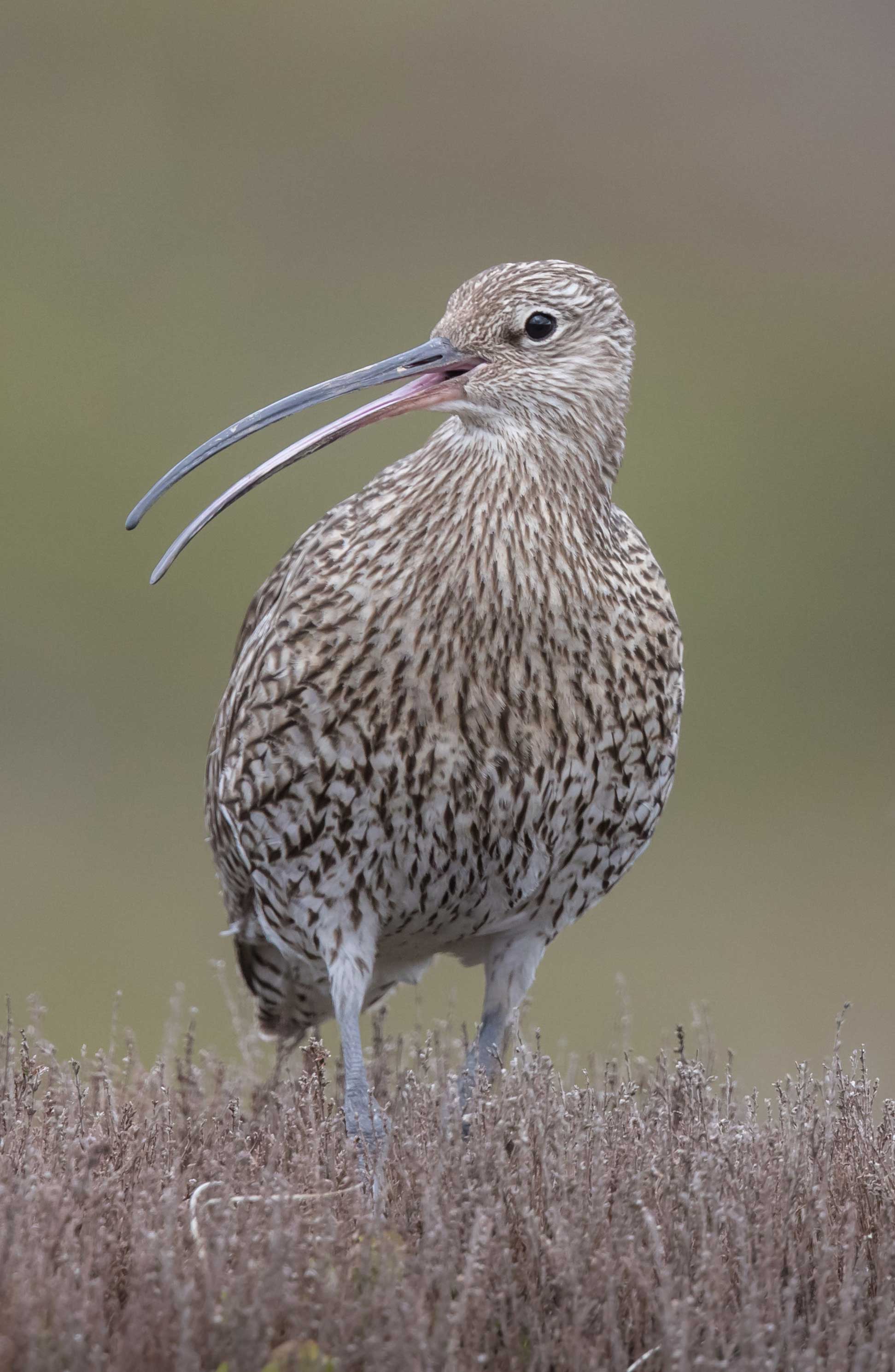 Curlew among moorland. Credit Paul Harris. Curlew among moorland. Credit Paul Harris.