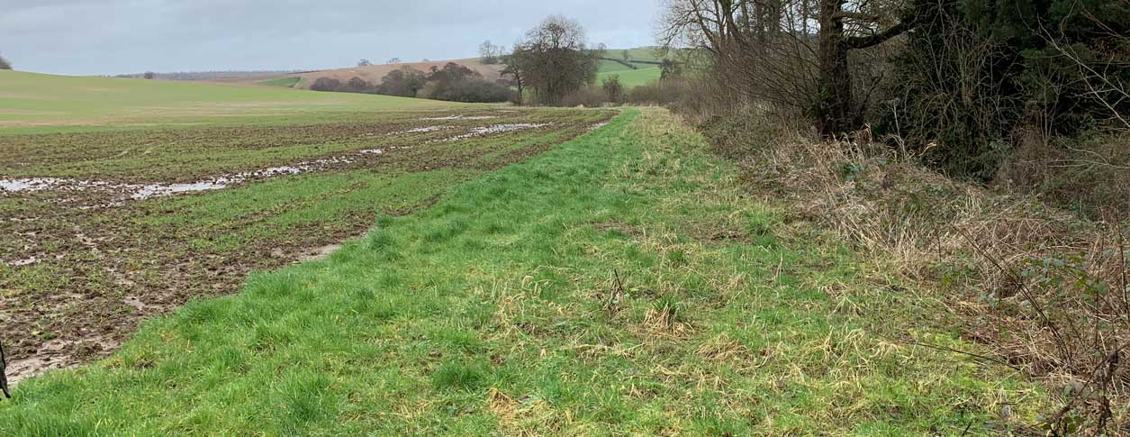Photo of a field.