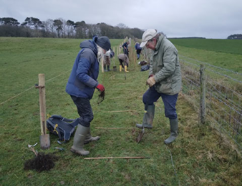 People planting a new hedgerow between two fences. People planting a new hedgerow between two fences.