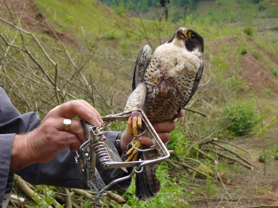 Trapped peregrine Credit RSPB