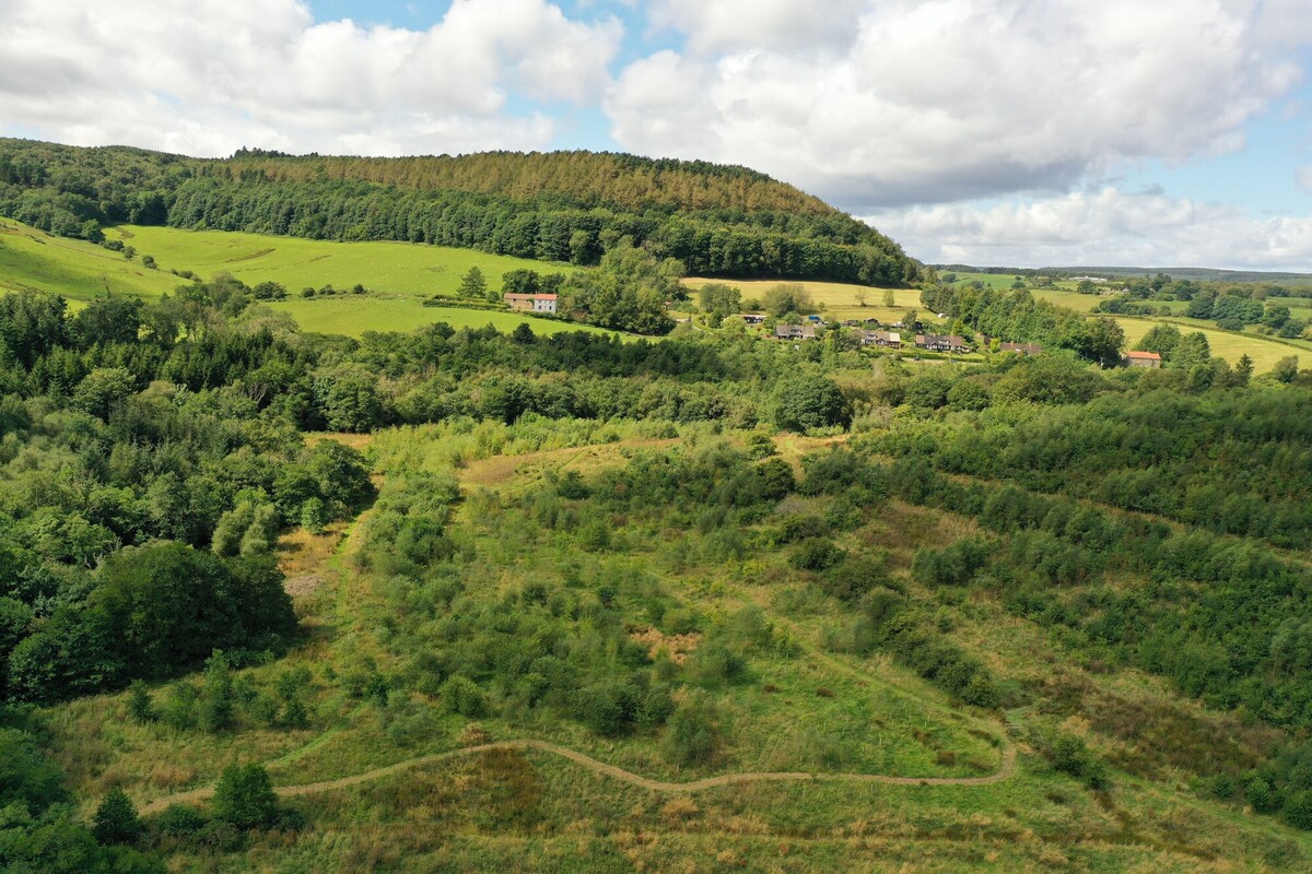Drone photo of deciduous woodland during summer. The woodland is 7 years old. Credit Anglo American.