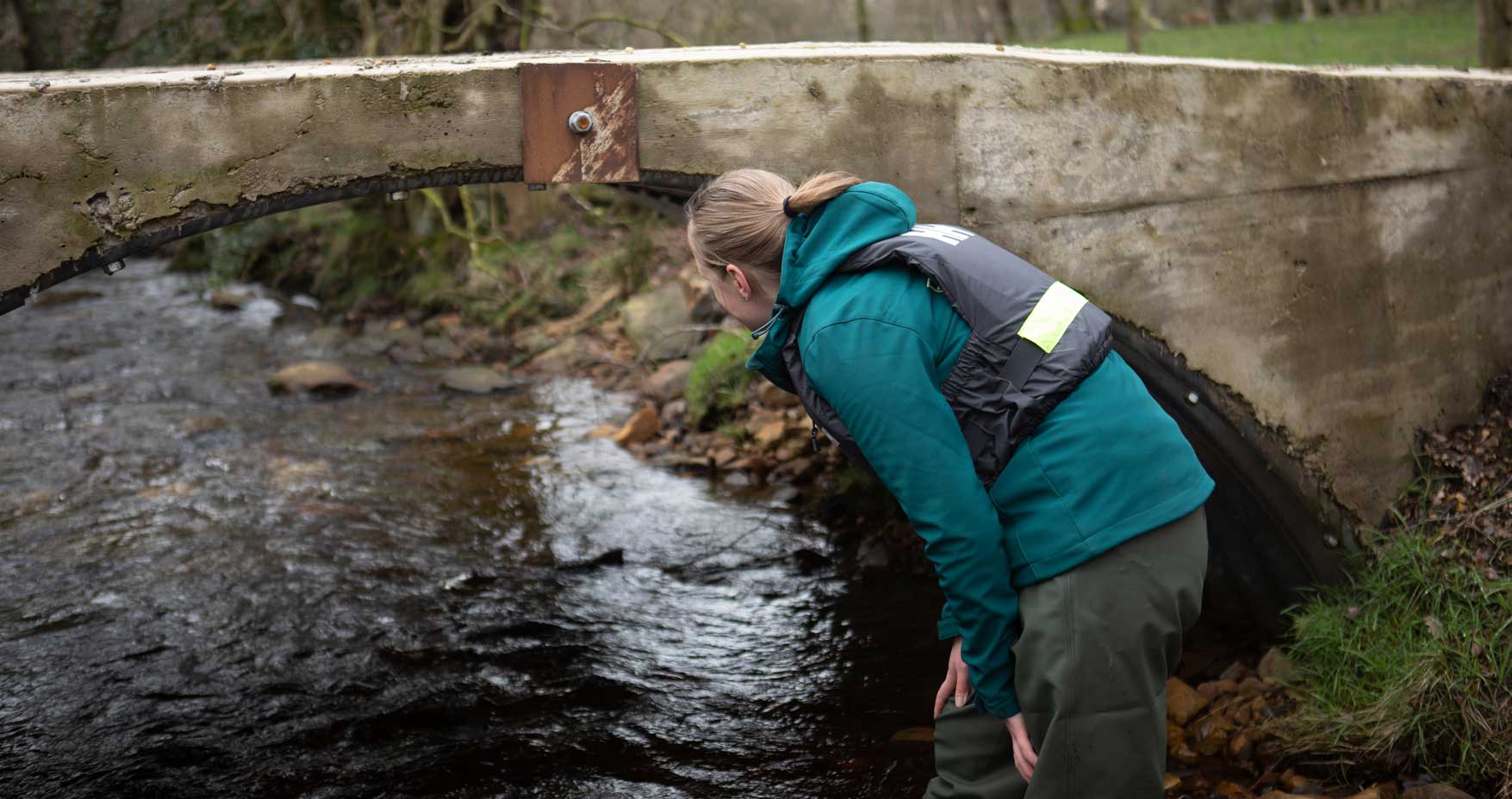 Woman looking under a newly created bridge to help improve water flow for migratory fish and water quality. Credit Charlie Fox.
