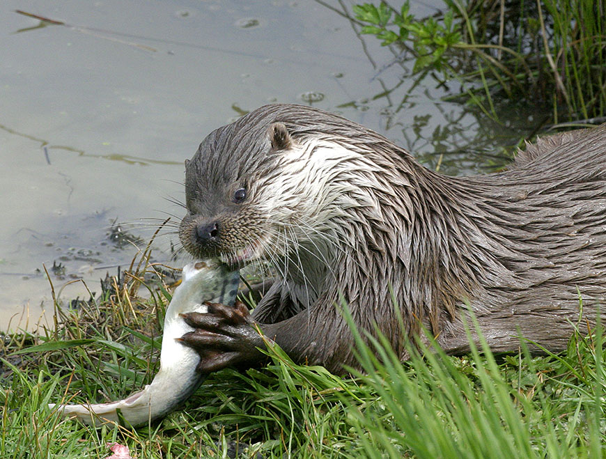 Otter eating a fish Credit Wildstock