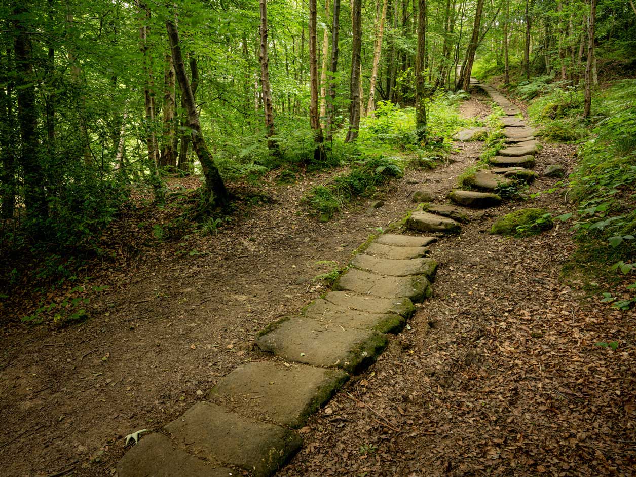 Stone trods through a woodland. Credit James Hines. Stone trods through a woodland. Credit James Hines.