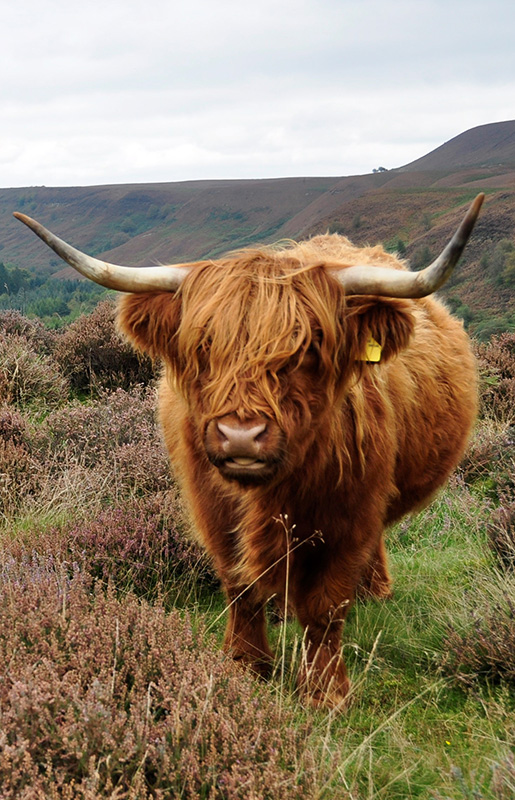 Highland cow on Levisham Estate Credit NYMNP