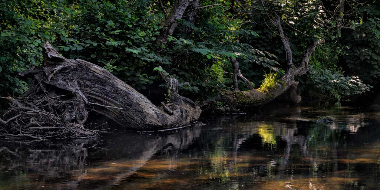 Fallen tree in the River Rye at Helmsley Deer Park. Credit Lizzie Shepherd. Fallen tree in the River Rye at Helmsley Deer Park. Credit Lizzie Shepherd.