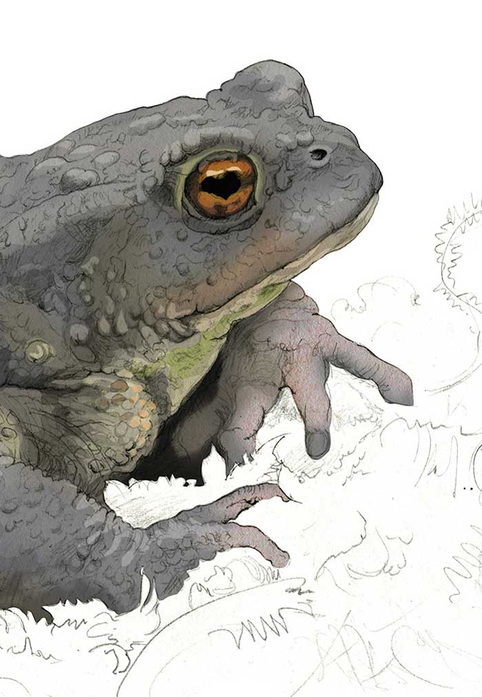 Toad illustration by Nick Ellwood.