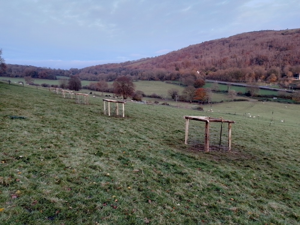 Orchard Trees