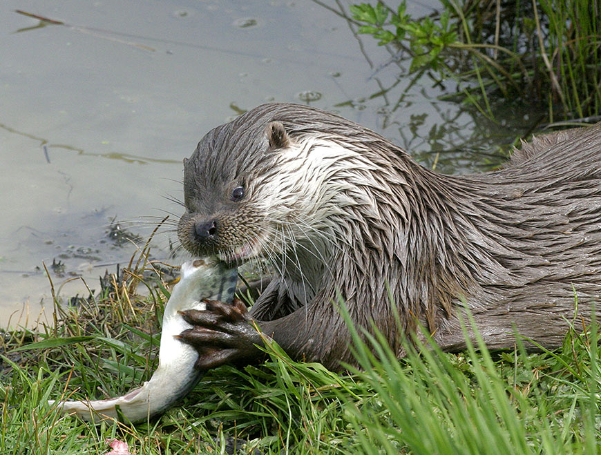 Otter eating a fish Credit Wildstock Otter eating a fish Credit Wildstock
