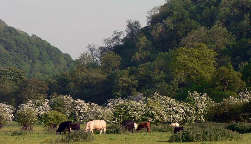 Cattle grazing in wooded valley