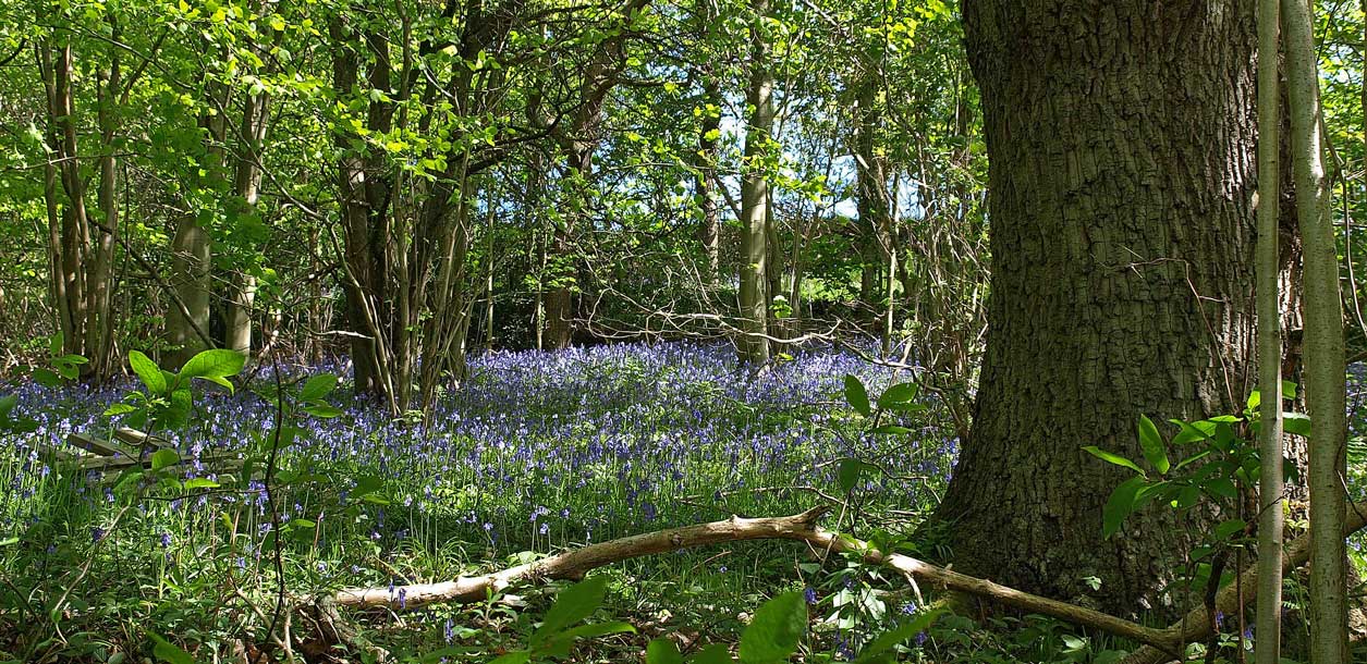 Bluebells among a woodland during summer
