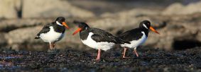 Oyster catcher by Paul Harris