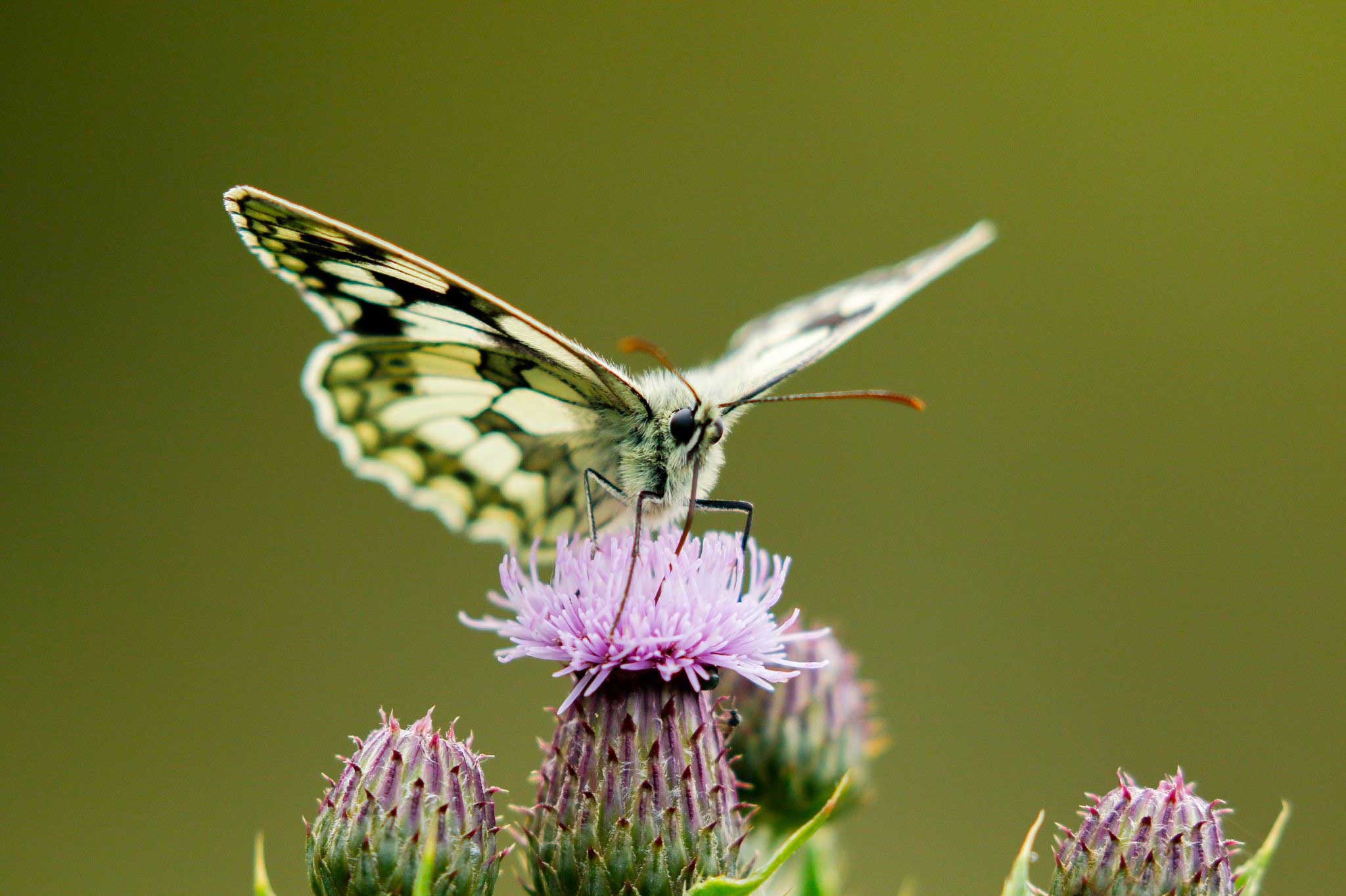 Marbled white butterfly. Credit Joe Fryer.