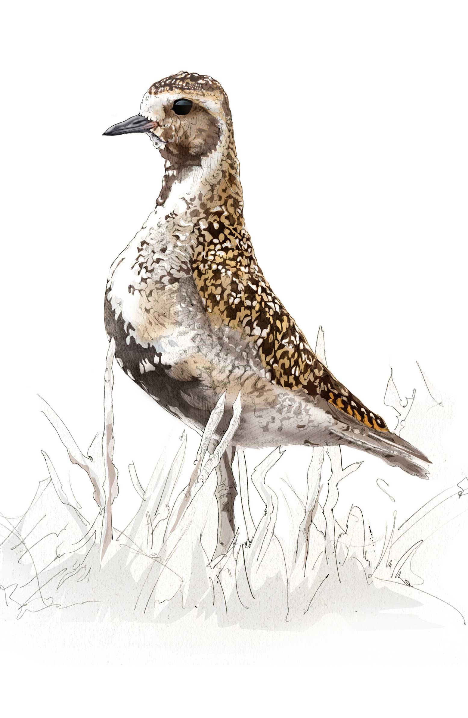 Golden plover illustration by Nick Ellwood.