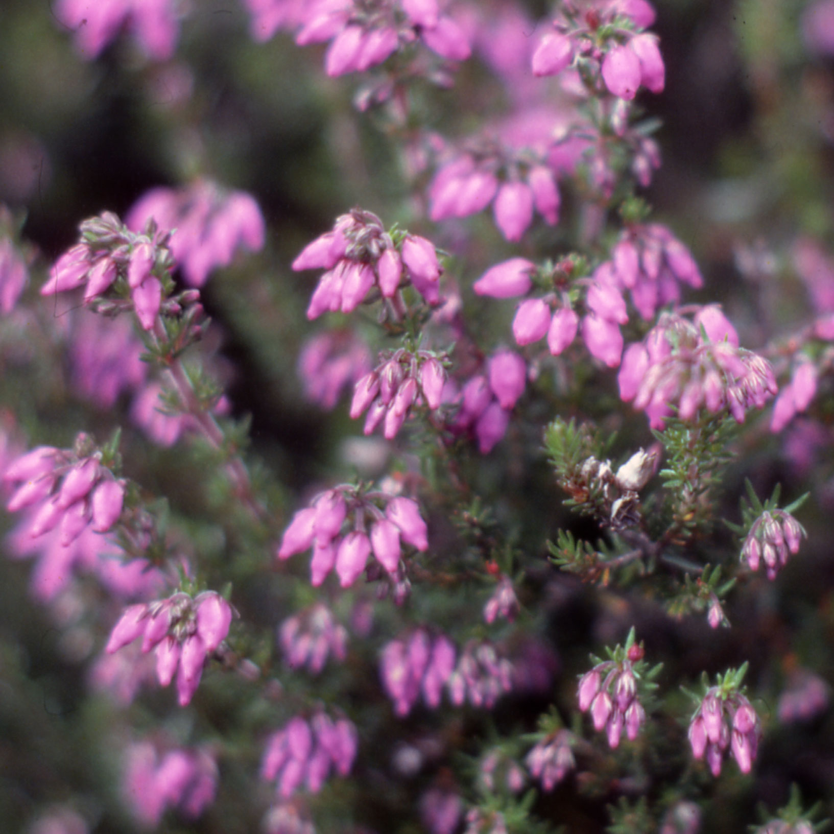 Bell heather