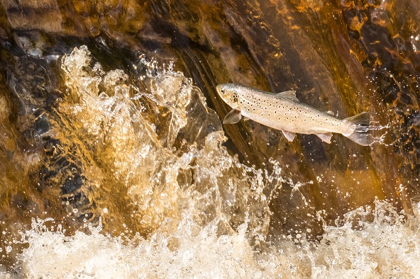 Leaping Salmon or Trout_Credit Whitby Photography