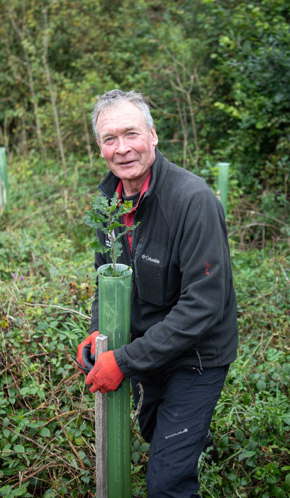 Man inspecting oak sapling in a green plastic tree guard. Credit Charlie Fox.