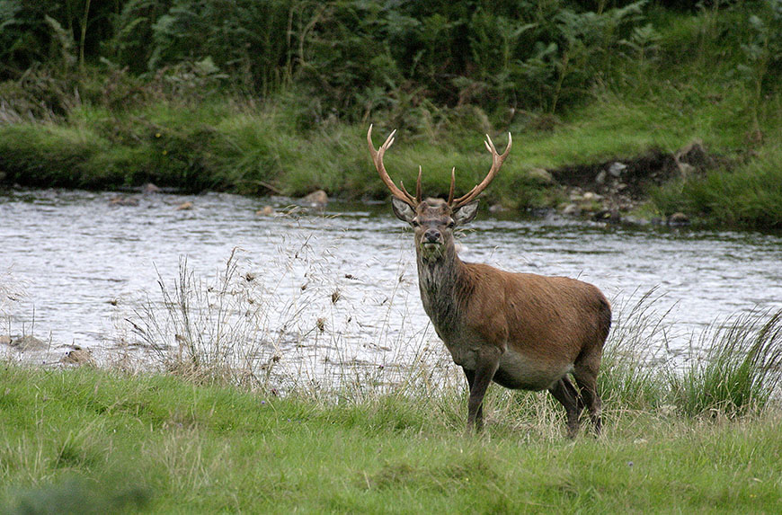 Red deer stag near river Red deer stag near river
