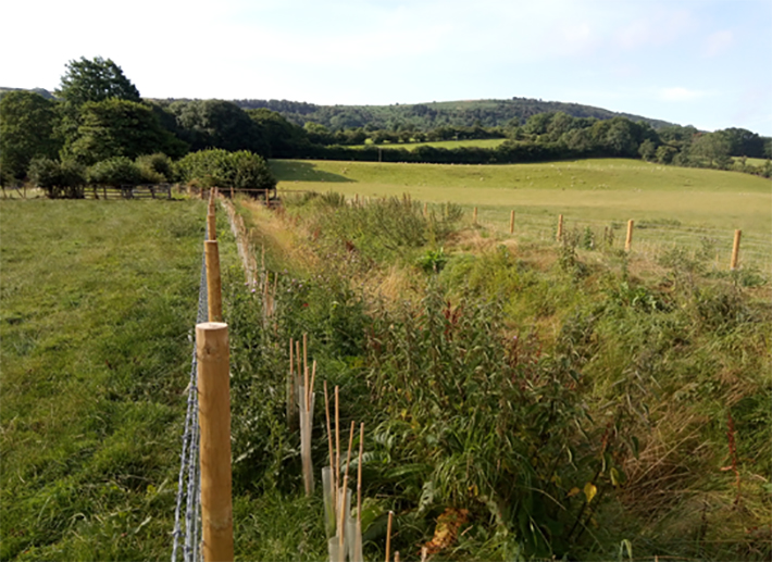 Site Inspection of ditch fencing and hedging