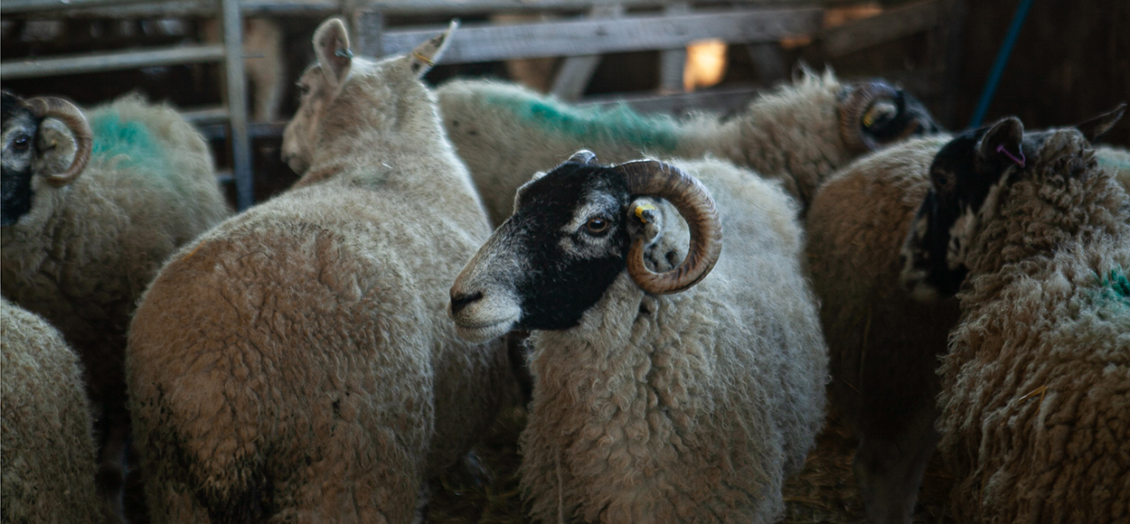 Sheep in a barn at Biggin House Farm. Credit Charlie Fox
