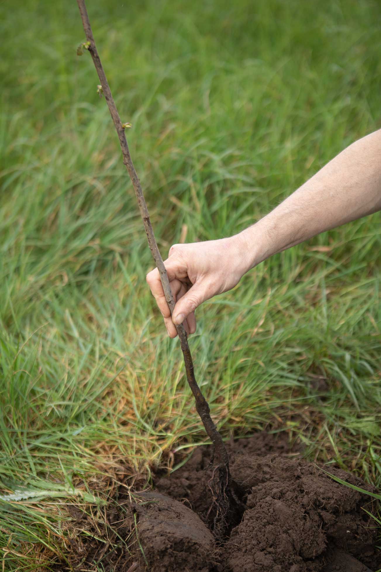 Close up of hand planting sapling in the ground. Credit Charlie Fox.