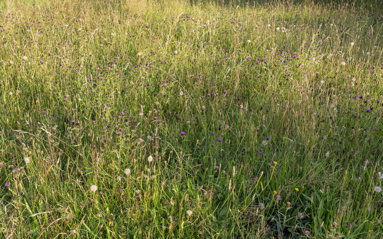 Wildflower meadow credit Lizzie Shepherd