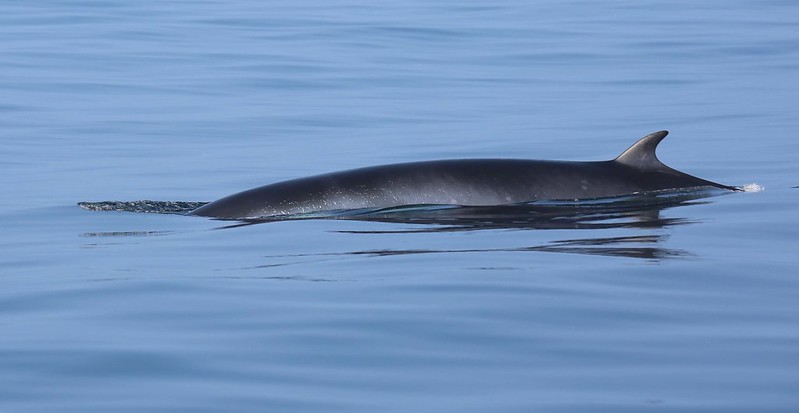 Minke Whale copyright Richard Baines - Yorkshire Coast Nature