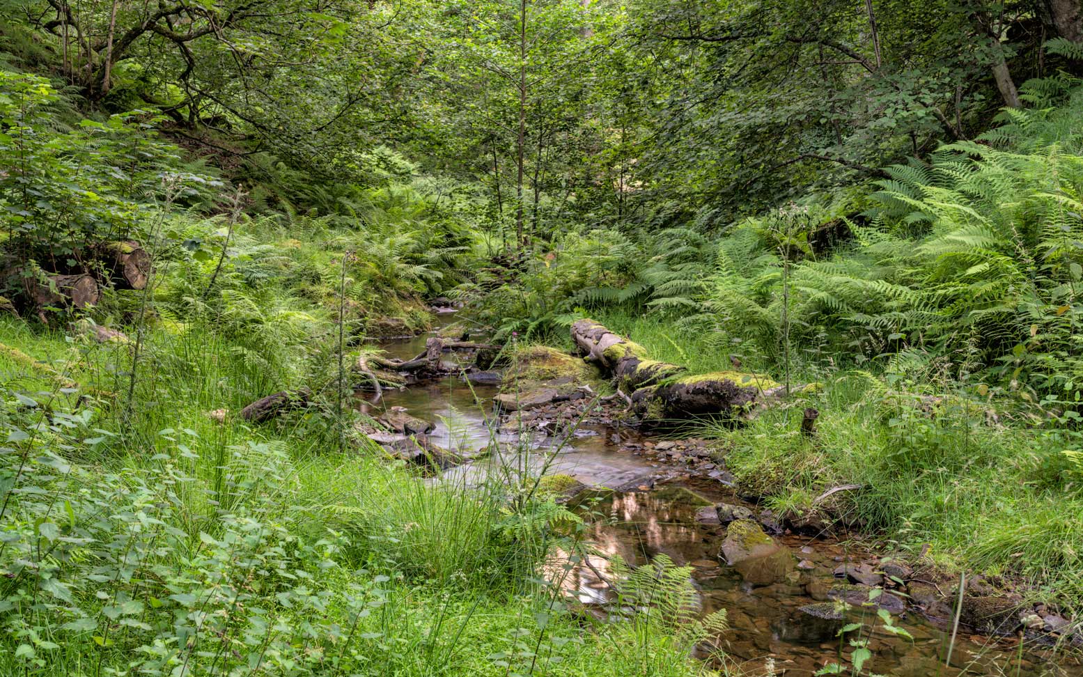 Dense vegetation along a small stream. Credit Lizzie Shepherd.