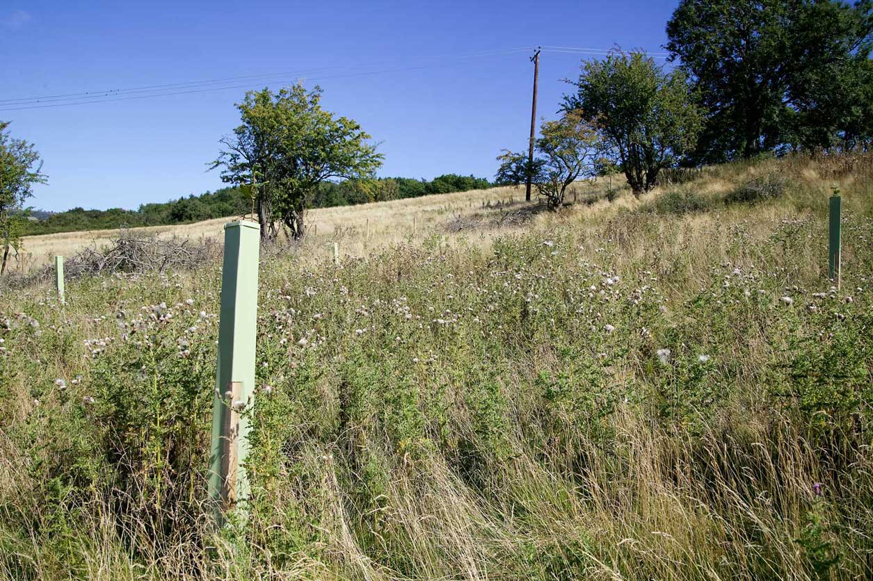 Newly planted tree in a field. Newly planted tree in a field.