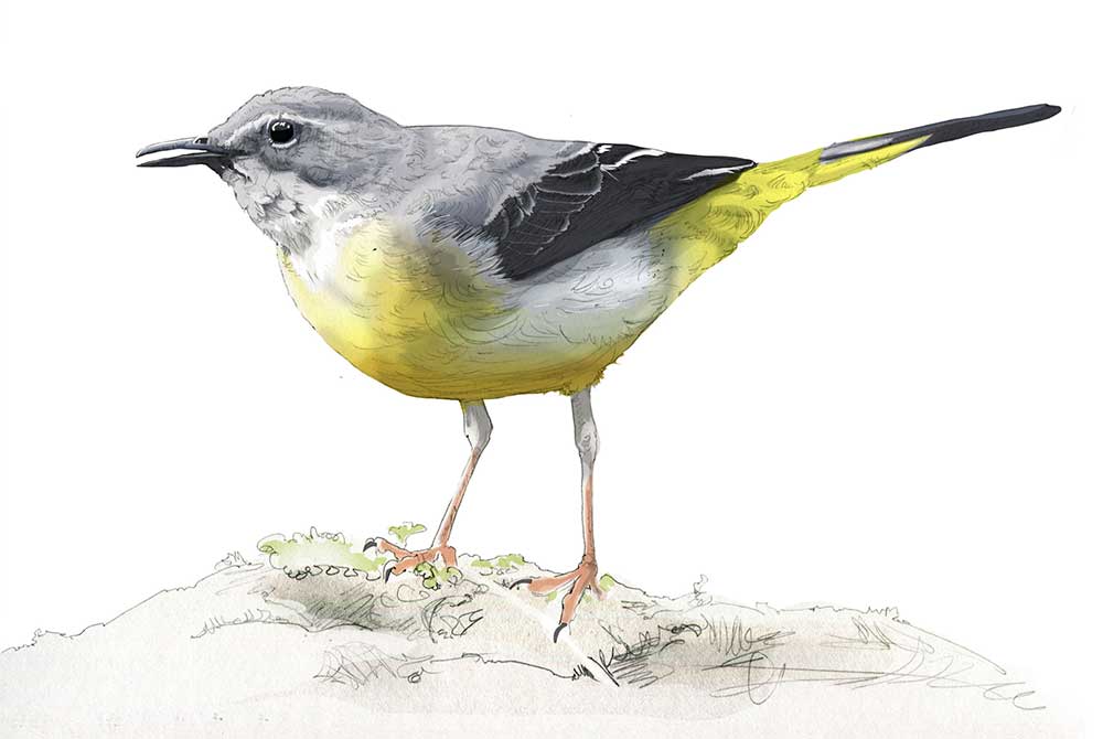 Illustration of a grey wagtail by Nick Ellwood