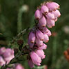 Cross leaved heath