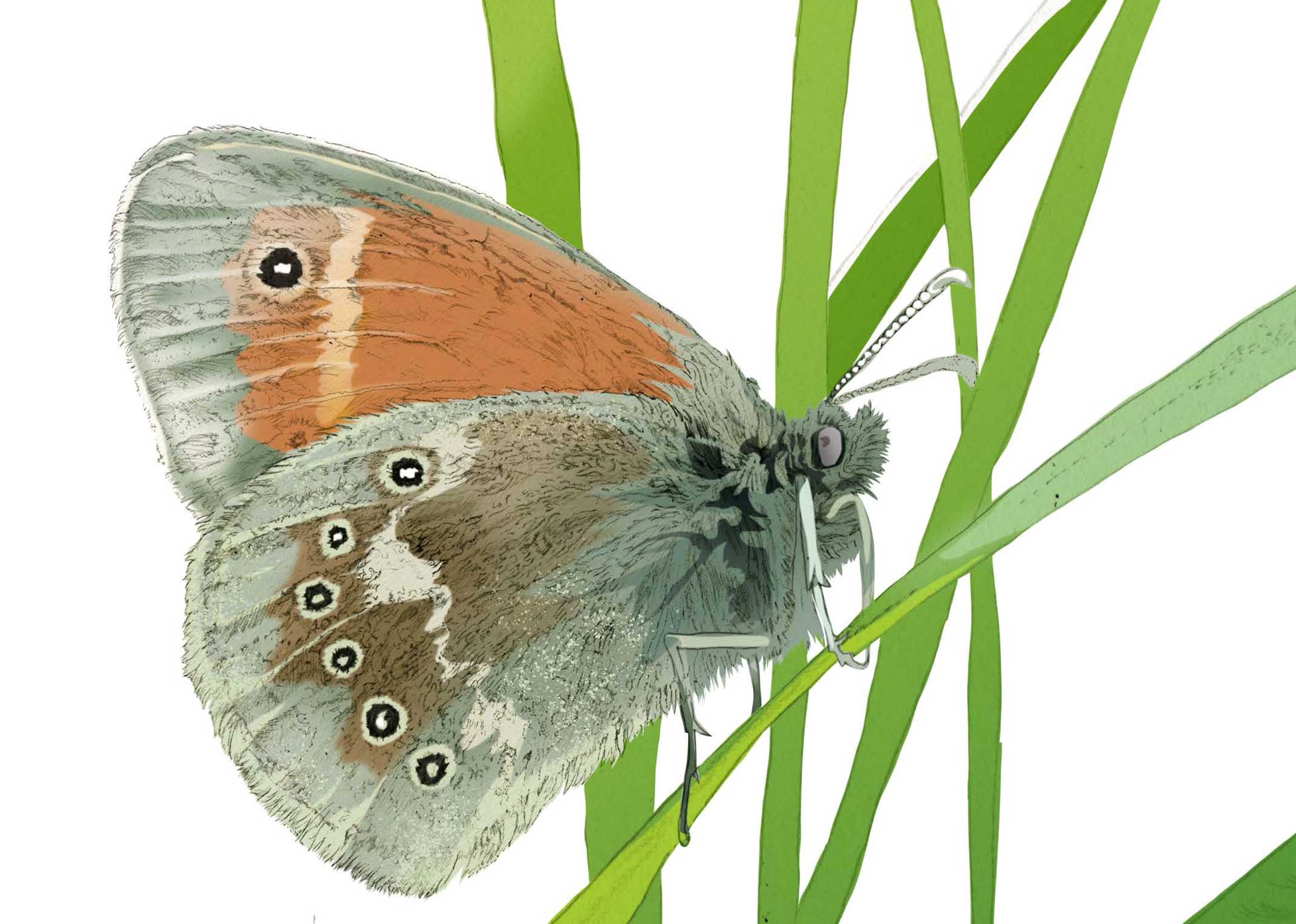 Large heath butterfly illustration by Nick Ellwood