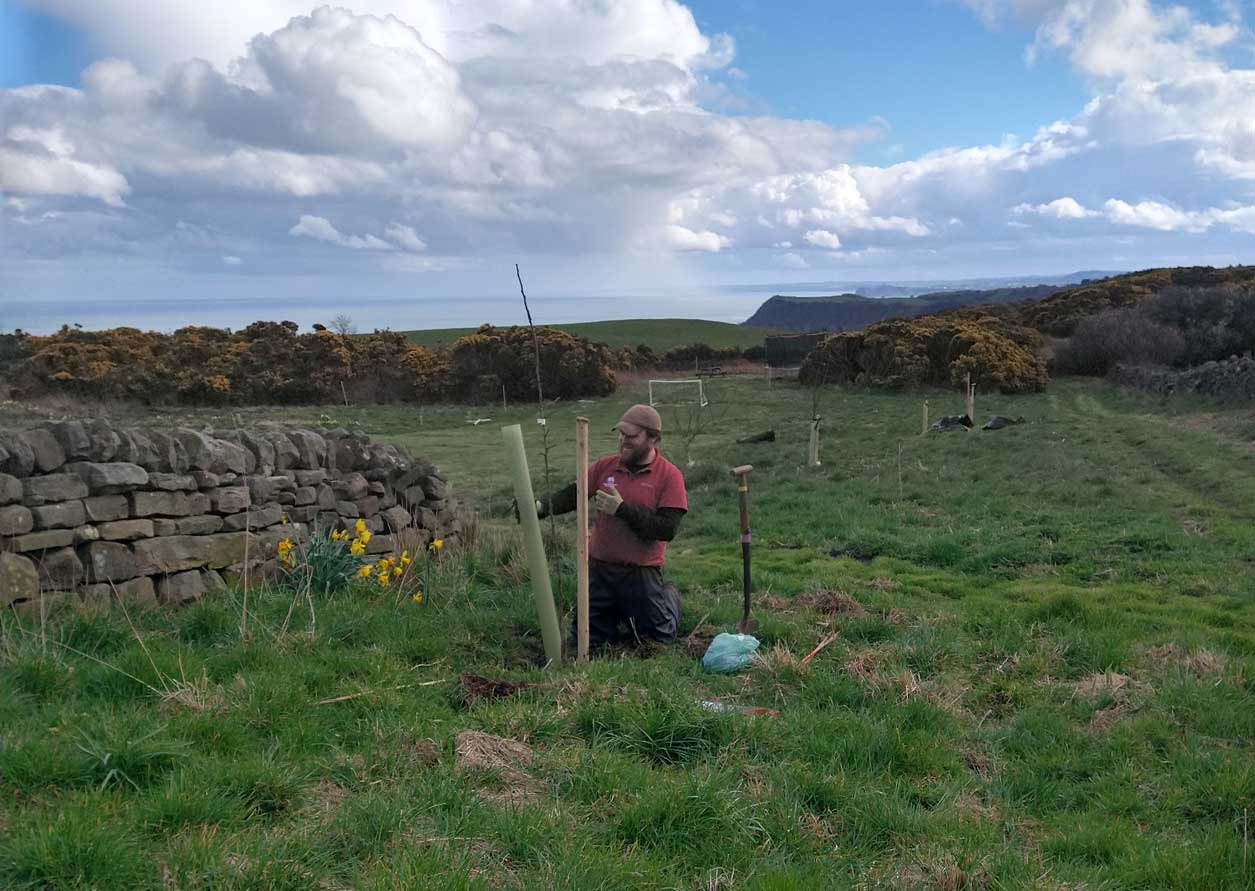 Man planting tree in a field near a dry stone wall. Man planting tree in a field near a dry stone wall.