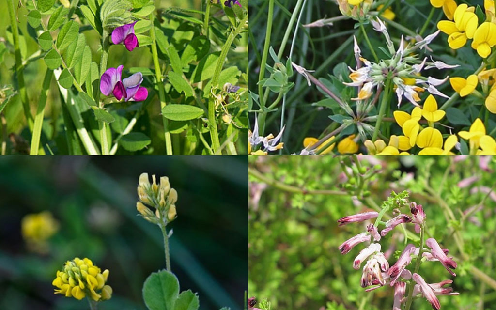 Common vetch, Bird&rsquo;s-foot trefoil, Black Medick, and Fumitory.