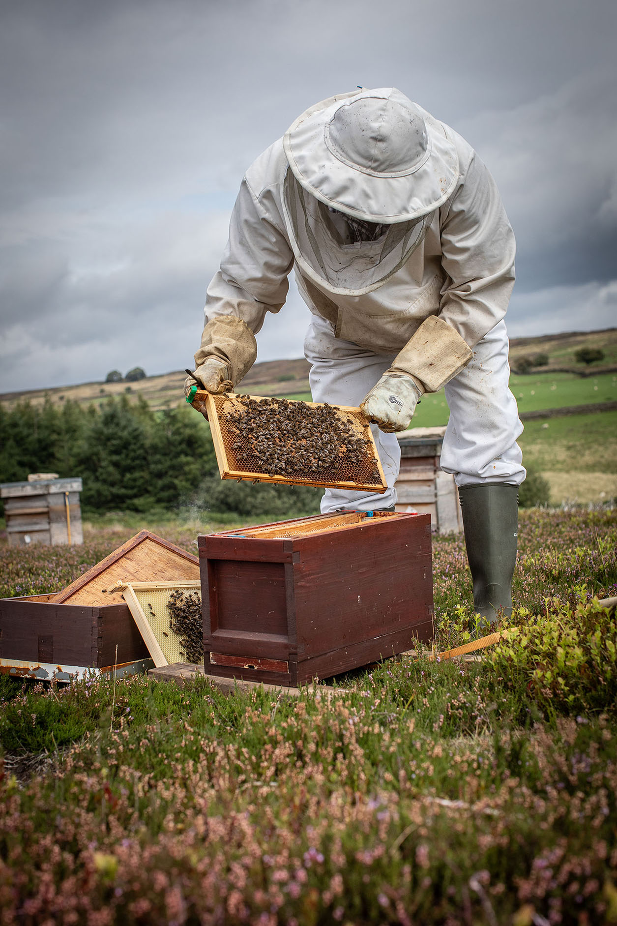 Beekeeper lifting out frame covered in bees by Polly Baldwin