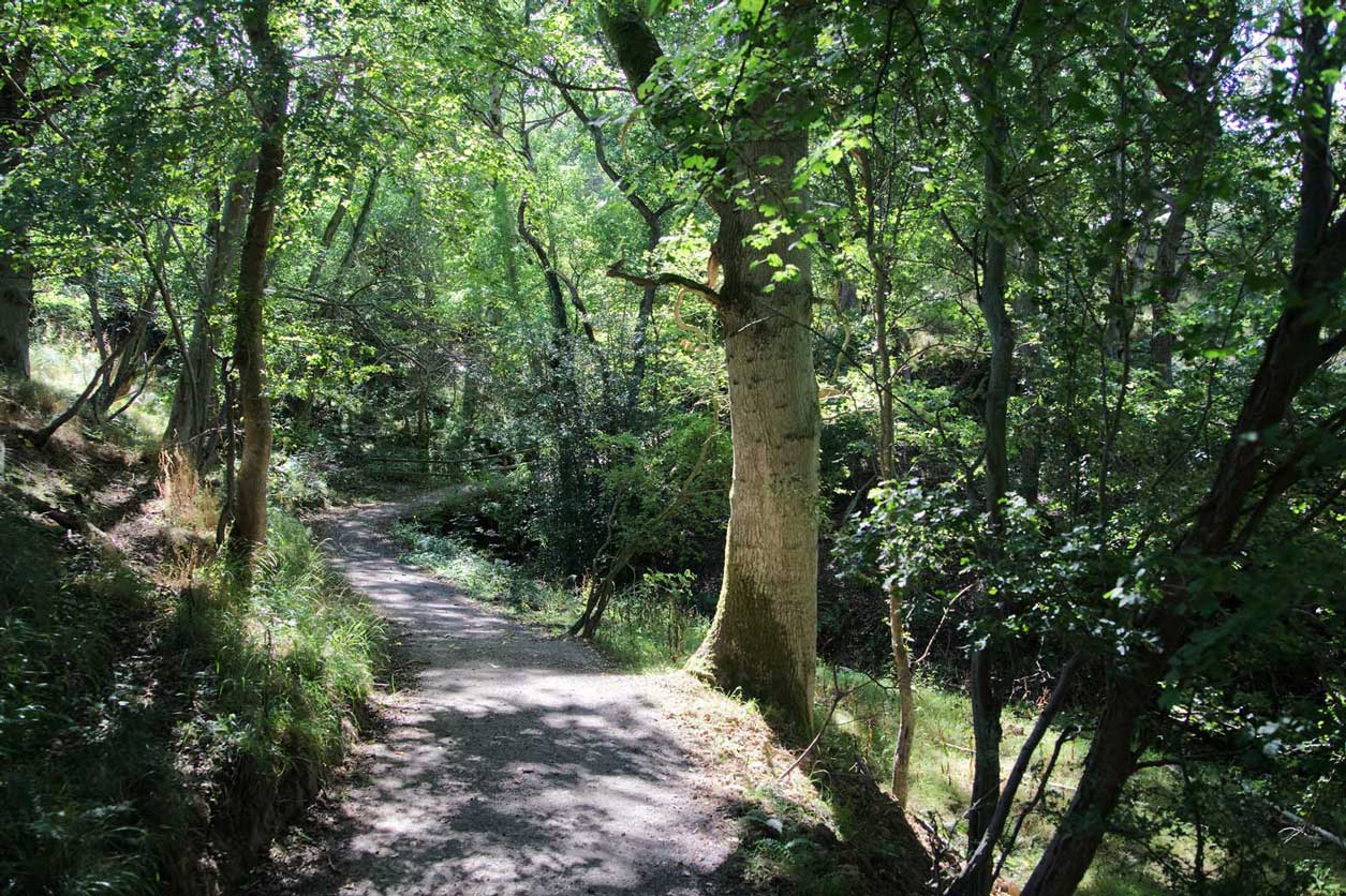 Newly restored woodland path.