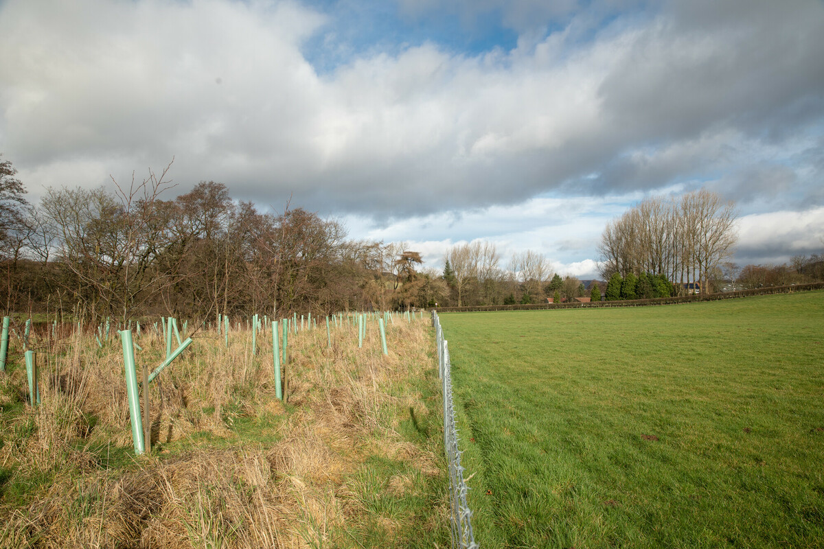River buffer strip that has been planted with trees. Credit Charlie Fox.