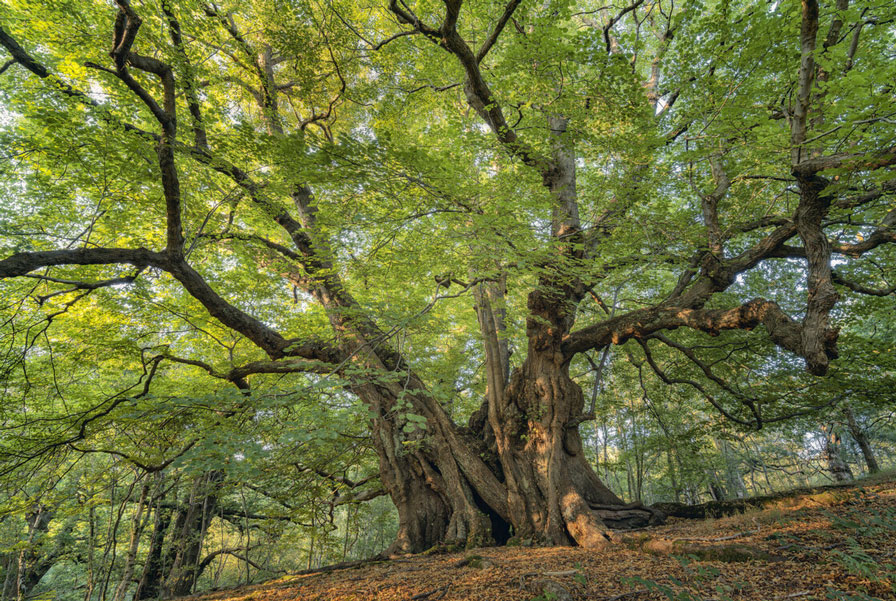 Ancient lime tree. Credit Lizzie Sheperd