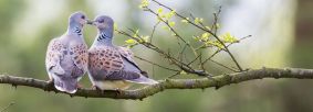 Turtle doves by Richard Bennet