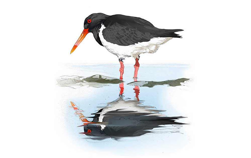 Illustration of an Oystercatcher by Nick Ellwood