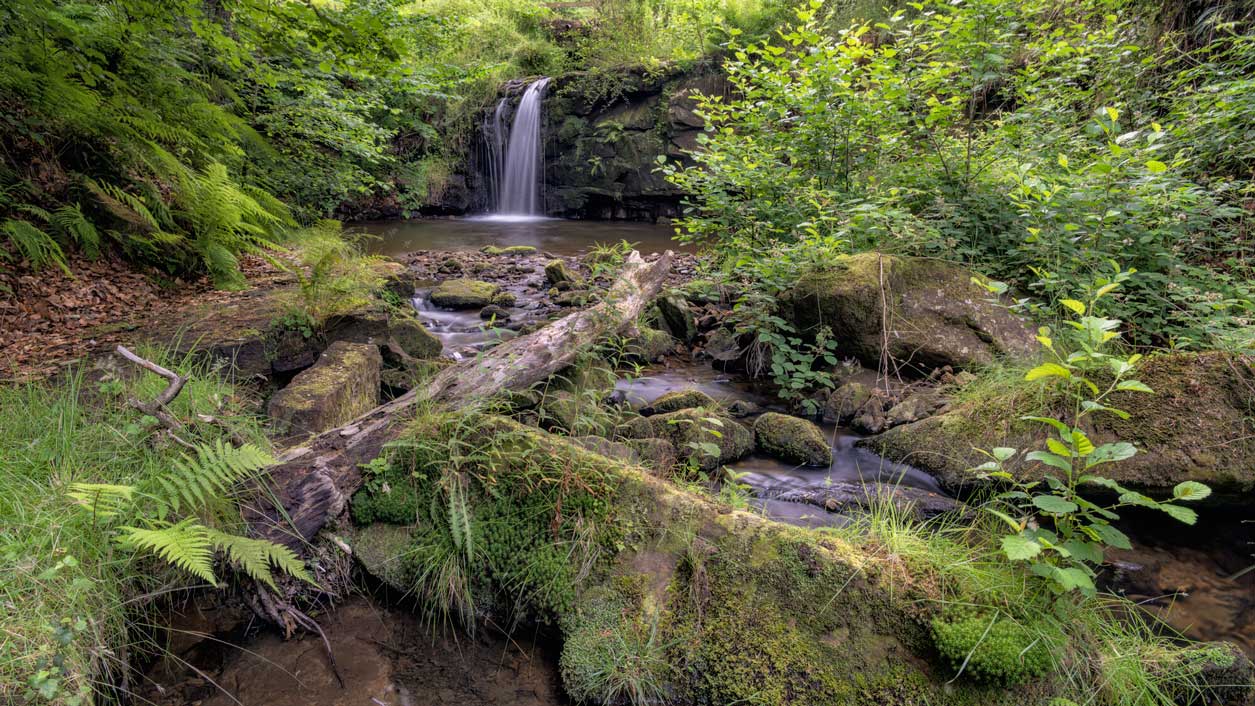 Small waterfall among a dense woodland. Credit Lizzie Shepherd. Small waterfall among a dense woodland. Credit Lizzie Shepherd.