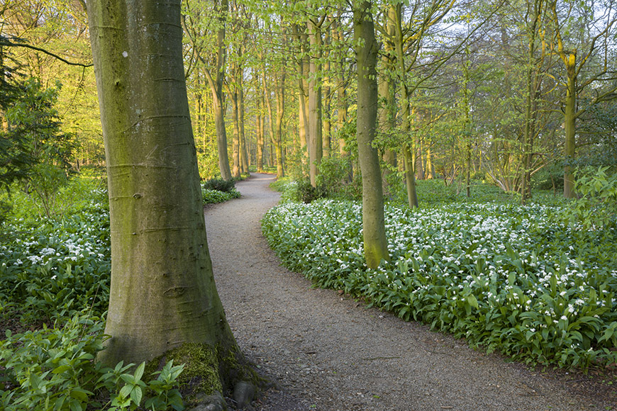 Rievaulx Terrace woodland walk Credit NTI-Andrew Butler Rievaulx Terrace woodland walk Credit NTI-Andrew Butler