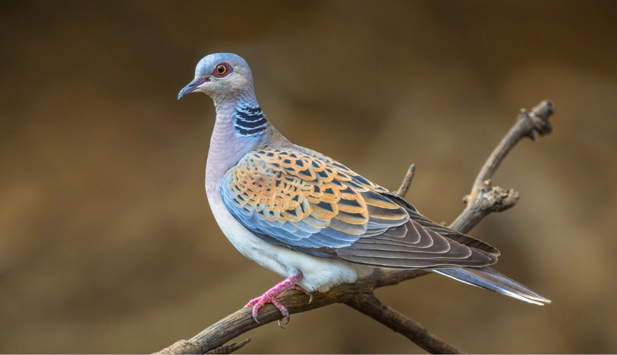 A close up image of a turtle dove on a tree branch