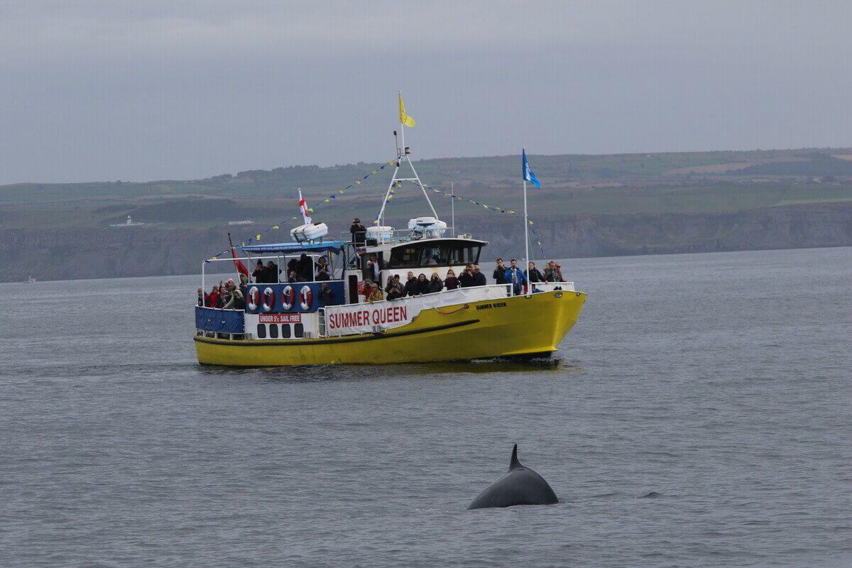 Whale in front of a yellow tourism boat.