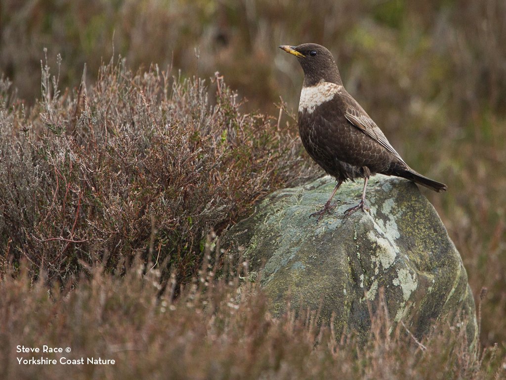 Ring ouzel standing on a stone among moorland. Credit Steve Yorkshire Coast Nature