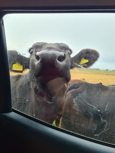 A black cow peers through vehicle window, a yellow eartag is in each ear.